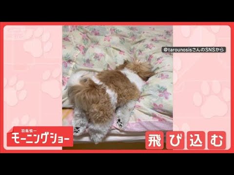 ベッドにジャンプ！　でも…着地はおなかで脚はだらーん　飛び乗るのがヘタなの？【羽鳥慎一モーニングショー】(2026年5… サムネイル