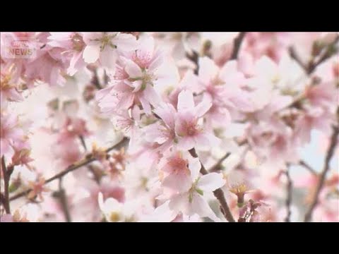 真冬の銀座で“桜満開”　季節外れ都心15℃超え　全国ご当地鍋イベントも盛況【もっと知りたい！】【グッド！モーニング】(… サムネイル
