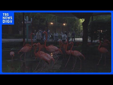 15年ぶり“パンダ不在”の上野動物園で「夜のどうぶつえん」開催　夜のハシビロコウの姿は… 東京都が新たな魅力発信に注力…