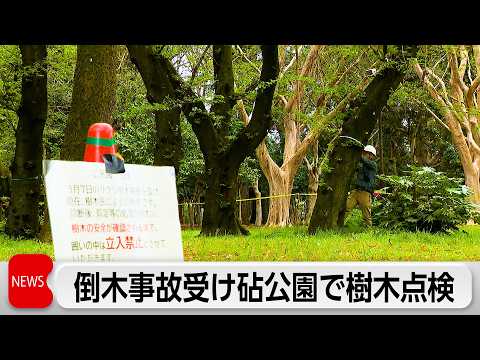 都立砧公園で樹木25本のうち14本が「良くない状態」　相次ぐ倒木受け緊急樹木点検