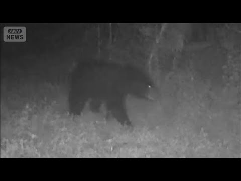 東京・八王子に体長1m超のクマ出没 　光と音・1万ボルトで“撃退”最新技術の実力【報道ステーション】(2026年5月1… サムネイル