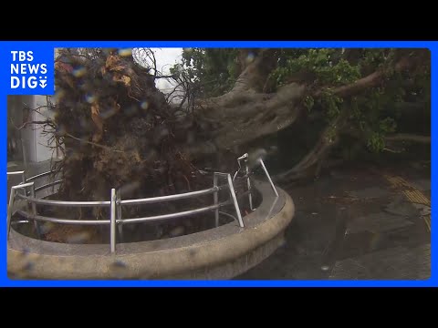 【台風6号】沖縄本島は暴風域に　各地で倒木や停電などの被害　今夜遅くにかけて沖縄本島地方に最接近の見通し｜TBS NE… サムネイル