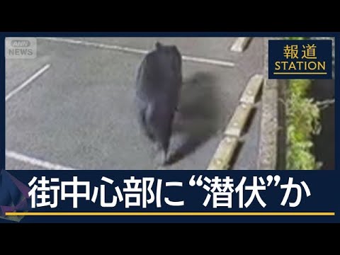 複数いる？付近に潜伏か…宇都宮市中心部に“連日クマ”市内の全小中学校あすも休校【報道ステーション】(2026年6月8日) サムネイル