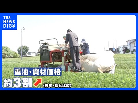 新茶の季節到来も中東情勢の影…燃料も保管袋も　抹茶づくりには欠かせない資材も高騰で生産者からは不安の声｜TBS NEW… サムネイル