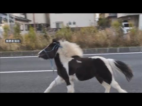 ポニーが我が物顔で国道を駆け抜け　神奈川・平塚八幡宮から逃げ出すも無事保護(2026年1月16日) サムネイル