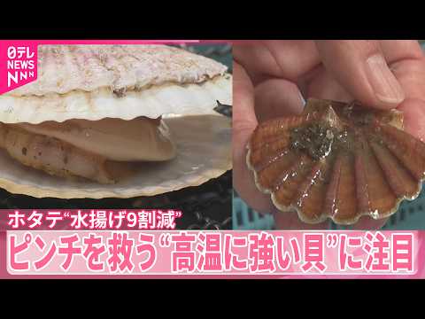 【旬のホタテ】記録的不漁“水揚げ9割減”で価格高騰  ピンチを救う“高温に強い貝”に注目 サムネイル