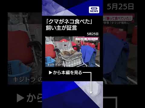 【ニュース】飼い主証言 クマがネコを「食べていた」 “屋根クマ”6時間半＆「子グマが飛んだ」shorts サムネイル