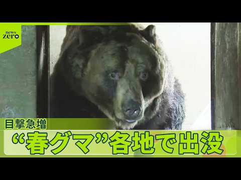 【“異常事態”】各地でクマ目撃急増  警察官襲われケガ…現場近くに女性の遺体も  岩手・紫波町 サムネイル