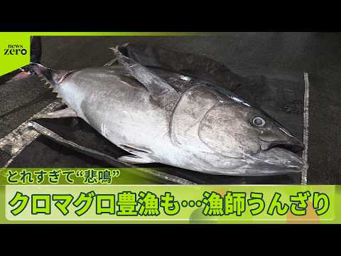 【安値いつまで】「クロマグロ」とれすぎて悲鳴？  漁獲枠制限で“リリース”も サムネイル