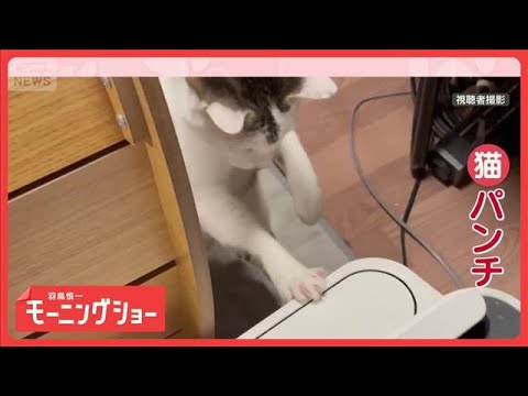 炸裂！猫パンチ　まるでプロボクサー　対戦相手は…空気清浄機　なぜ戦う？【羽鳥慎一モーニングショー】(2026年1月17… サムネイル