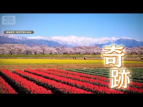“奇跡の絶景”富山の自然が生む「春の四重奏」　農家の情熱【グッド！いちおし】【グッド！モーニング】(2026年4月12… サムネイル