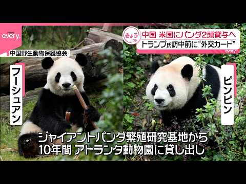 【中国】アメリカにパンダ2頭貸与へ  トランプ氏訪中前に“外交カード” サムネイル