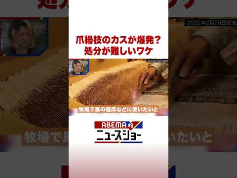 爪楊枝のカスが爆発？ 処分が難しいワケ ABEMA的ニュースショー Shorts