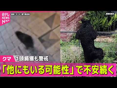 【クマ出没】宇都宮の住宅街で“クマ包囲”作戦　1頭捕獲も…「前代未聞」複数頭か（日テレNEWS LIVE） サムネイル