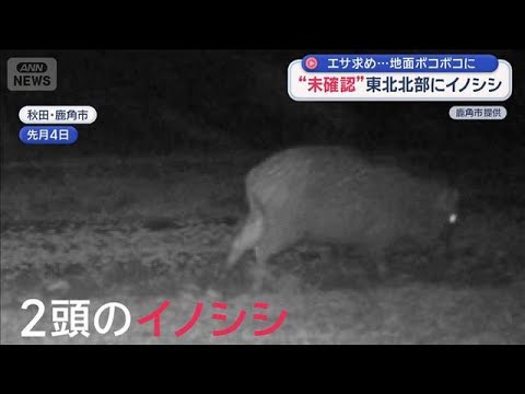 エサ求め…地面ボコボコに　これまで“未確認”東北北部にもイノシシ【スーパーJチャンネル】(2026年5月28日) サムネイル