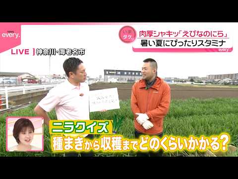 【いまダケッ】いまが旬！“スタミナ野菜”  肉厚シャキッ「えびなのにら」これからの季節にぴったり サムネイル