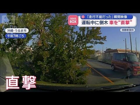 「走行不能だった」運転中に倒木　車を“直撃”　沖縄【スーパーJチャンネル】(2026年6月2日) サムネイル