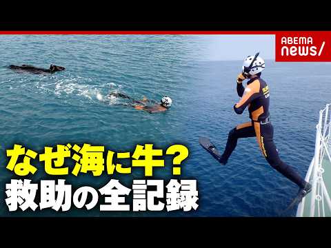 【海保潜水士が証言】宮古島の海に牛「命に大小は無い」パニックで暴れる恐れも…救出作戦全記録｜ABEMA的ニュースショー サムネイル