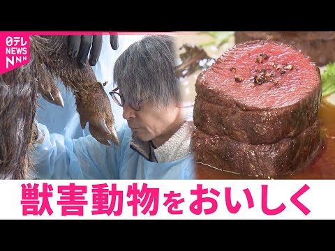 【ジビエ】畑を荒らすイノシシやシカを食用に "命"を循環させる取り組み　山形　NNNセレクション
