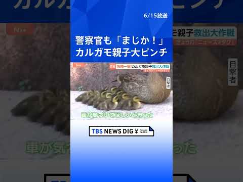 カルガモ親子 道に残され大ピンチ！警察が救出も…「まじか！」 待ち受けていた更なる困難！かわいい家族の運命は！？｜TB… サムネイル