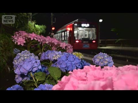 梅雨の風物詩　箱根「あじさい電車」 7000株が沿線を彩る(2026年6月13日) サムネイル