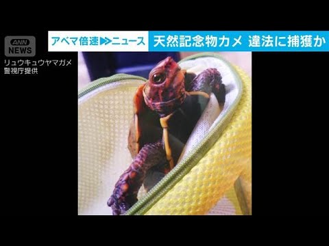 天然記念物のカメを沖縄で捕獲か　ペットショップ経営者ら2人逮捕(2026年5月14日) サムネイル