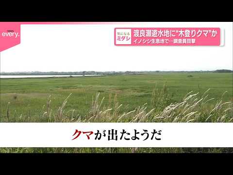 【“木登りクマ”か】イノシシ生息地の渡良瀬遊水地で調査員が目撃 サムネイル