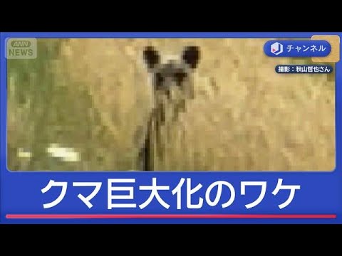 GWの人里に…クマが巨大化　なぜ？【スーパーJチャンネル】(2026年5月4日) サムネイル