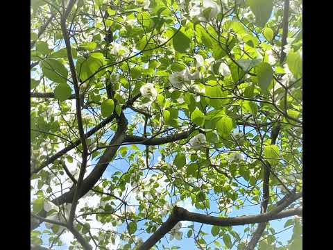 708 耳録2026春 サムネイル