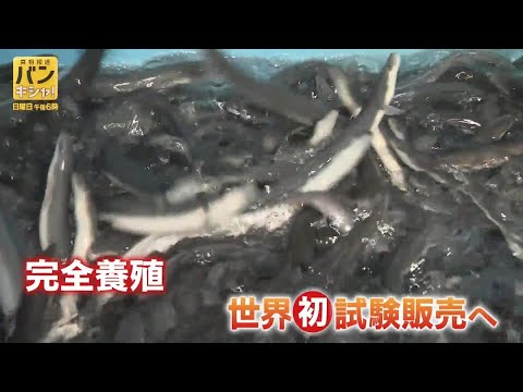 卵から成魚「完全養殖ウナギ」世界初の試験販売へ　桝が見た最新技術の裏側　「食文化」つなぐ新たな一歩【バンキシャ！】_5…