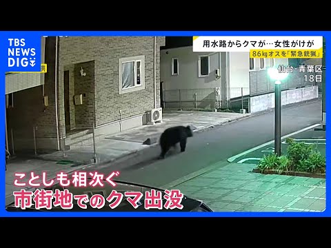 GWも警戒を！各地で出没する“春のクマ” …約1.5m・86kgの個体「緊急銃猟」も　京都や日光などの観光地では「クマ… サムネイル