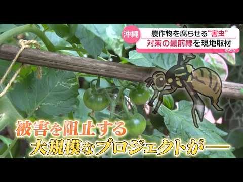 【現地緊急取材】沖縄で農作物を腐らせる“害虫”を確認！‟根絶作戦”を展開中『every.特集』