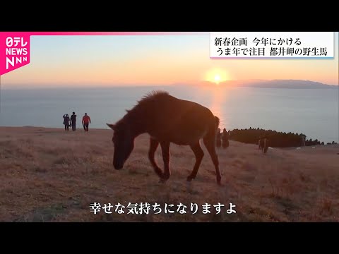【ウマ年で人気】絶景の中で生きる野生馬  都井岬の御崎馬に魅せられたガイドの仕事　宮崎　NNNセレクション サムネイル