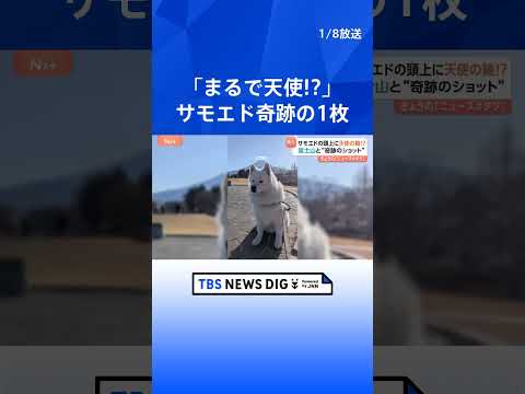 【サモエド奇跡の1枚】富士山背景に「まるで天使！？」SNSで4.8万いいね！｜TBS NEWS DIG shorts サムネイル