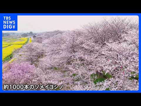 1000本の桜と菜の花が見ごろに　権現堂桜堤　埼玉・幸手市｜TBS NEWS DIG