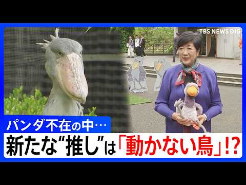 【上野動物園の“新たな推し”に？】15年ぶりパンダ不在の上野動物園　新たなスターは“動かない鳥”ハシビロコウ！？小池都… サムネイル