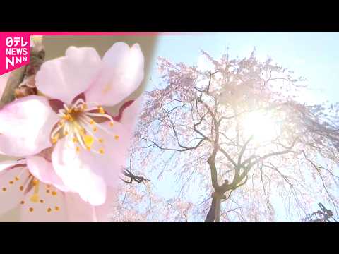 【樹齢300年】人々に愛される浄専寺のしだれ桜 四季の移ろい　宮崎　NNNセレクション