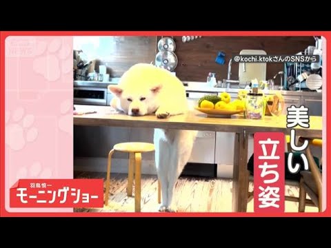 「美脚だワン」後ろ脚ピーーン　立ち姿が美しいワンちゃん　立ったままくつろいでる？【羽鳥慎一モーニングショー】(2026… サムネイル