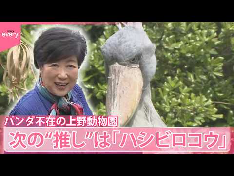 【上野動物園】パンダ不在から約3か月  新たな顔は小池知事もイチオシ「ハシビロコウ」 サムネイル