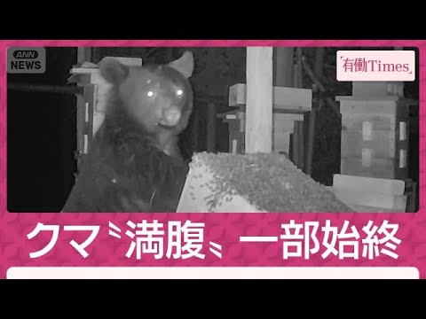 【独自】クマ“満腹”の一部始終 ハチミツに執着…対策困難「電気柵も突破の可能性」(2026年7月5日)