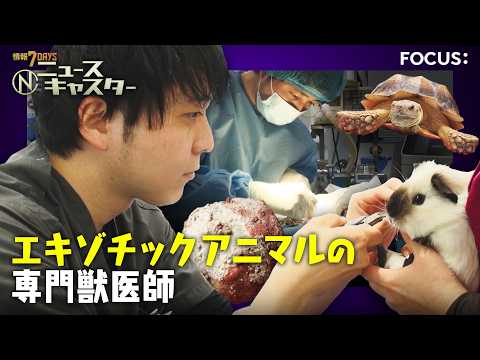 【衝撃手術】カメの甲羅を切る…巨大“尿路結石”400gを摘出！「10軒断られた」行き場のない動物たちの“最後の砦” エ…