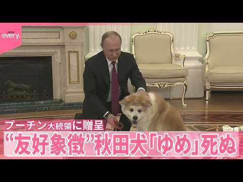 【秋田犬】プーチン氏に贈呈の「ゆめ」死ぬ  去年高齢のため サムネイル