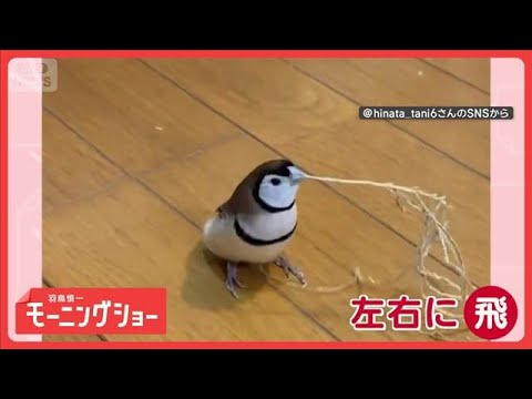 まるで神主　厄よけするスズメさん　草くわえて左右にピョンピョン　おはらいしてる？【羽鳥慎一モーニングショー】(2026… サムネイル