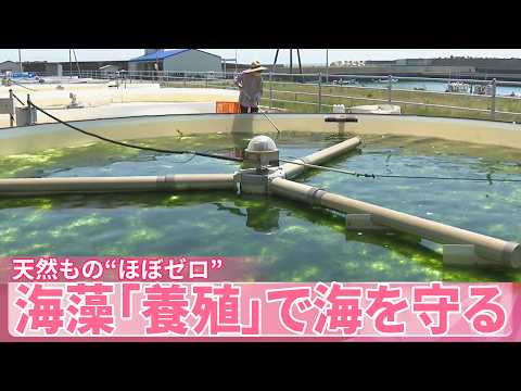 【海藻】日本は海藻食“最先端”  天然もの“ほぼゼロ”も「養殖」で海を守る