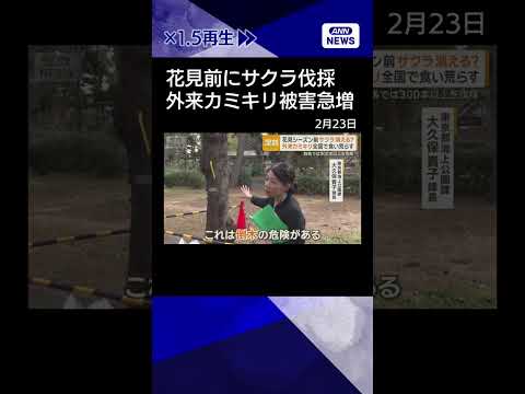 【ニュース】花見シーズン前にサクラ伐採　外来カミキリの被害急増　16都府県に広がるshorts サムネイル