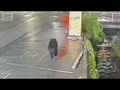宇都宮に9日もクマ　小中学校は連日臨時休校　6日～8日で目撃情報40件超　通行止めも【もっと知りたい！】【グッド！モー… サムネイル