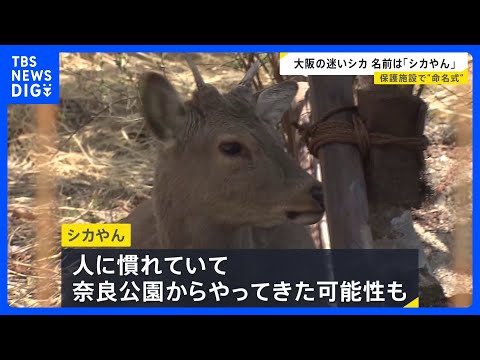 「シカやん」名前決定　奈良から来た？大阪市内に迷い込み捕獲されたシカ　引き取られた大阪府の温泉施設で命名式｜TBS N… サムネイル