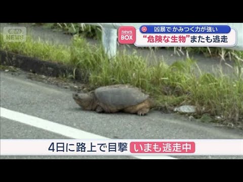 “危険な生物”「カミツキガメ」“鋭い爪”近づかないで　熊本【スーパーJチャンネル】(2026年5月19日) サムネイル