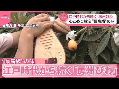 【「房州びわ」】江戸時代から続く  “最高級”の味「多くの実を宿すべからず」栽培の工夫は サムネイル