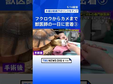 ③【衝撃手術】カメの甲羅を切る…巨大“尿路結石”400gを摘出！「10軒断られた」行き場のない動物たちの“最後の砦”… サムネイル